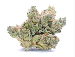 GODFATHER OG