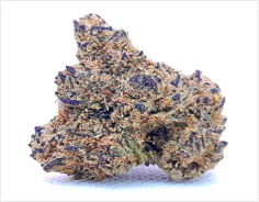 GAZZURPLE