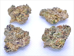COTTON CANDY SMALLS