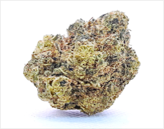 FRUITCAKE