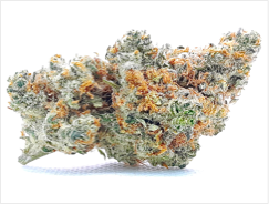 MIMOSA