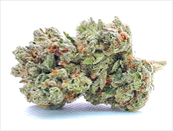 BANANA OG